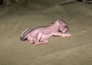 Eastern gray squirrels are born naked with the... Eastern gray squirrels are born naked with the...