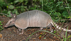A Nine-banded Armadillo in the Green Swamp, ce... A Nine-banded Armadillo in the Green Swamp, ce...