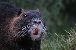 Frontal view of an Nutria (Myocastor coypus), ... Frontal view of an Nutria (Myocastor coypus), ...