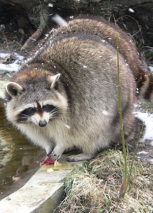 A Raccoon at Cologne Zoo