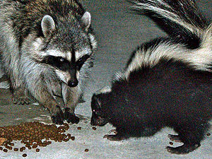 Common raccoon (Procyon lotor) and skunk (Meph...