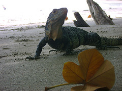 iguana loca