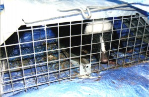 The best way to get a skunkj out of a cage is to call a professional who know how to not get sprayed
