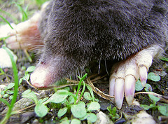 Dearest Mole Dearest Mole