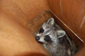 Raccoon in chimney in Cininnati, Ohio