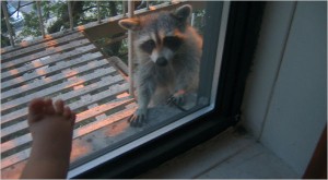 Raccoon-staring -patio_door