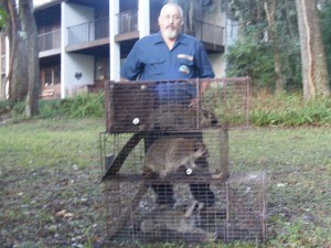 Robb 3 coons Haile Plantation