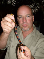 TampaCoralSnake