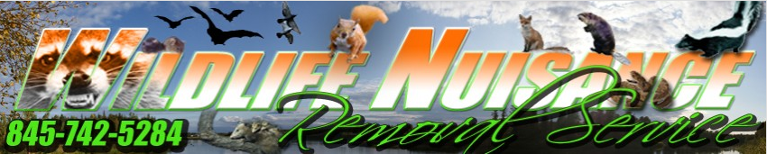 Tom's Banner