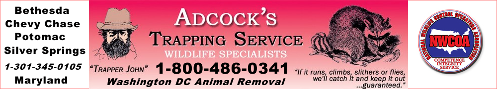 adcock_banner