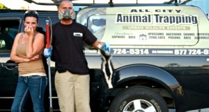 all-city-animal-trapping-removal-los-angeles-riverside-ventura-orange-county