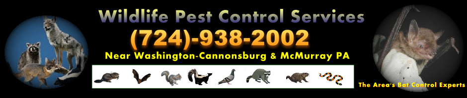 animal_nuisance-control_banner-black