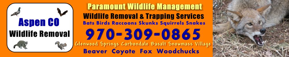 aspen-wildlife-2011