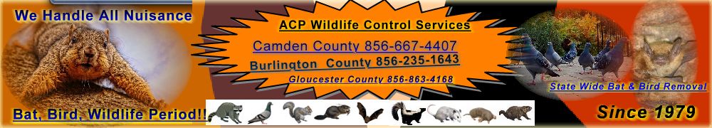 bat, bird, wildlife period!!