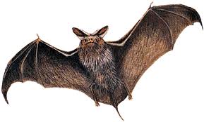 bat-transparent