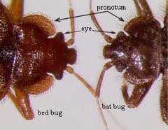 ... ticks or worse yet bat bugs and you need to get your entire home