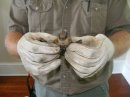 bats-bat-in-hand