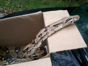 boa-in -a-box