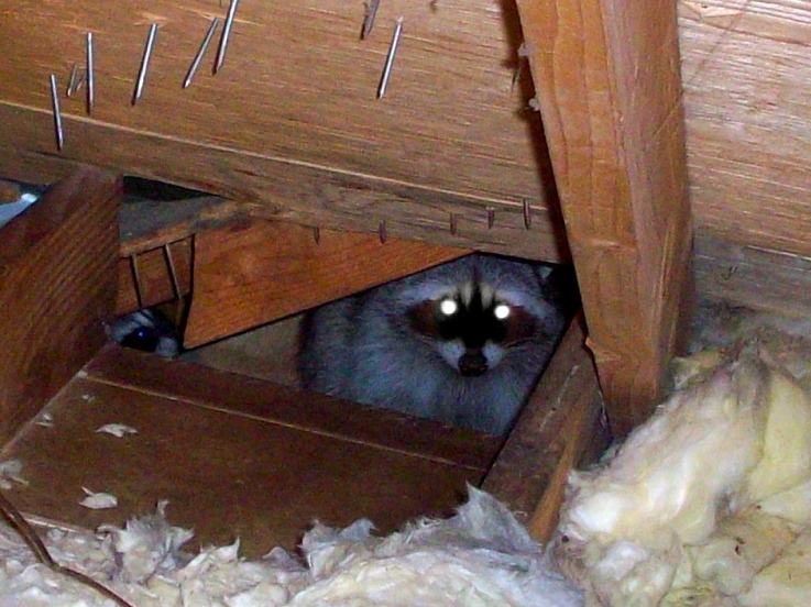 kenner-la-raccoon-in-attic-trapper-wildlife-control