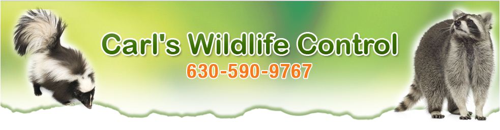 carls banner