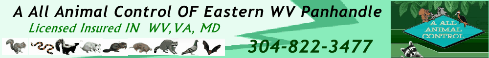 chip-banner2
