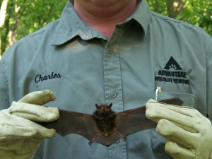 cincinnati-emergency-bat-removal