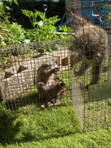 coon-trapper