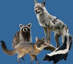 critters
