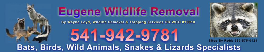 eugenewildliferemoval