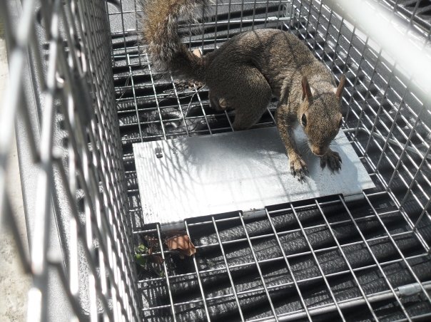 gray-squirrel-cage