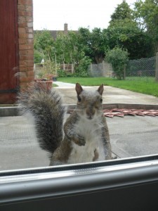 gray_squirrel -looking into _window