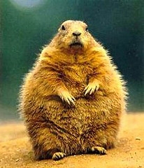 grounhogs-8