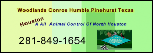 houstonbusinesscard
