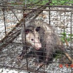 mother-possum-cage
