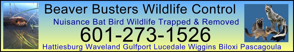 nuisance bat bird wildlife trapped & removed