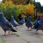 pigeons-in-the-park