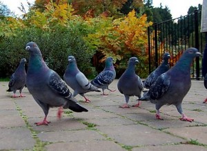 pigeons-in-the-park