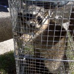raccoon_in -cage