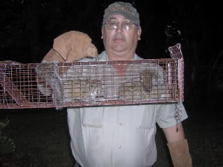 robb-two-squirrels-cage