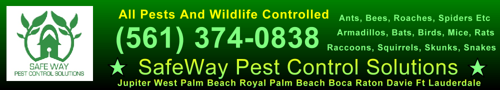 safeway pest control solutions banner