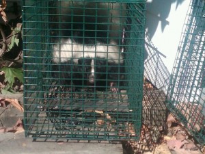 skunk-in-cage