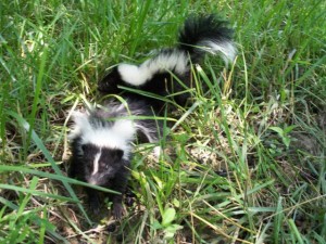 skunk-kits-grass