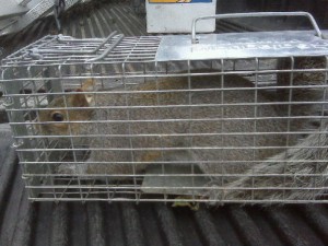 squirrel-in-a cage