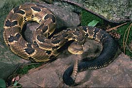 Timber Rattlesnake or Canebrake rattler