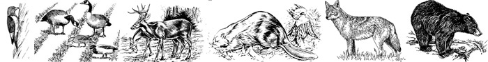 wildlifebanner Bethesda MD Wildlife Control Services