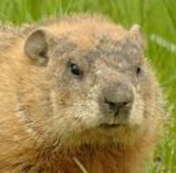 woodchuck-lockport-new-york
