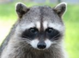 young-raccoon-new-york