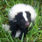 young-skunk-closeup